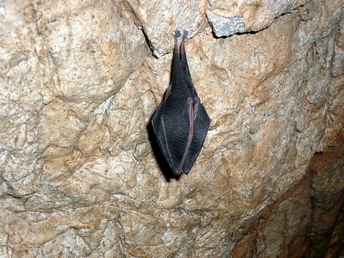 Jeden z mnohých domácich obyvateľov jaskyne Domica