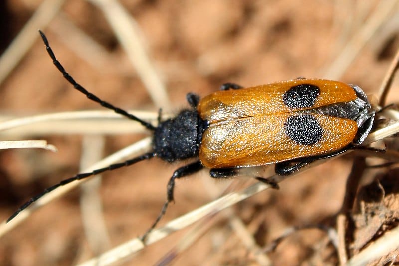 Vzácny druh chrobáka v Drienčanskom krase