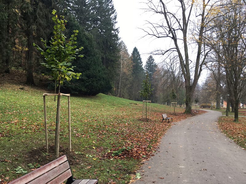 Nové stromové prírastky z roku 2020 v Kúpeľnom parku Trenčianske Teplice