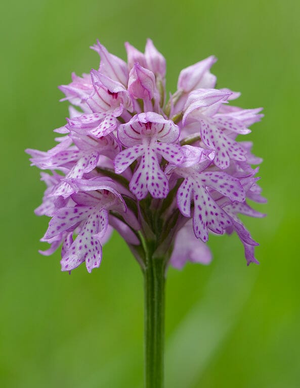 Orchidea, lat. názov Orchis tridenta SCOP.