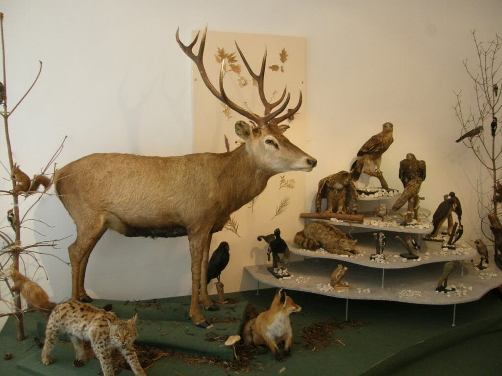 Zoologická zbierka-prírodovedná sekcia