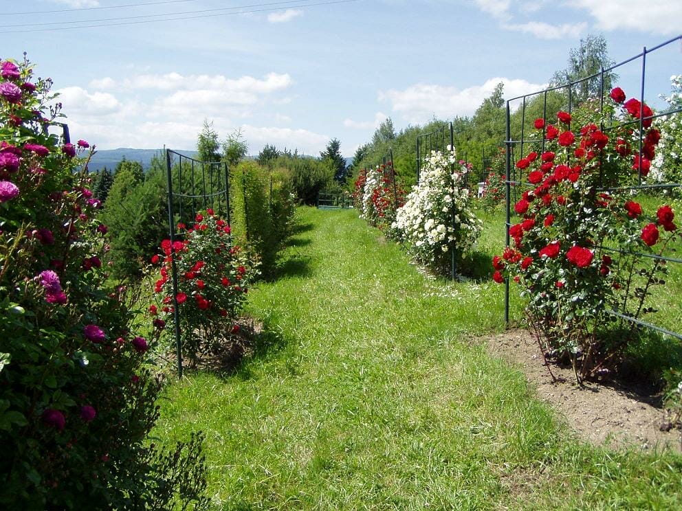 Popínavé ruže v Arboréte Borová hora