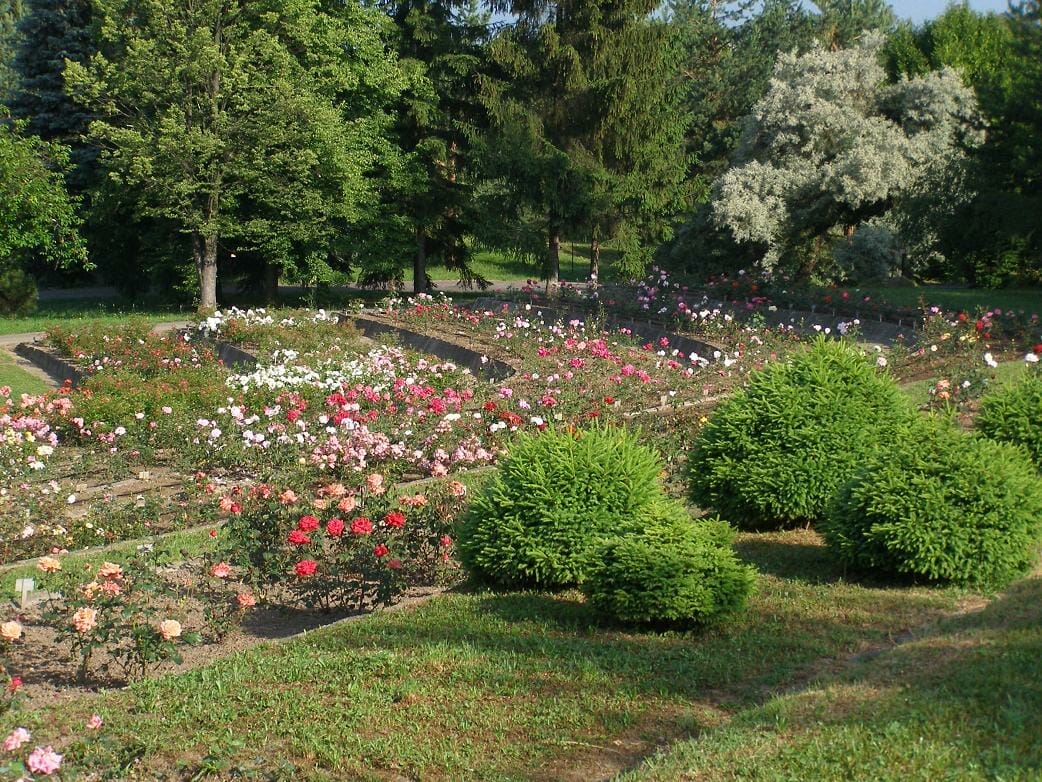 Terasa ruží Arborétum Borová hora