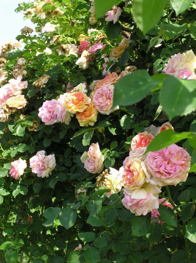 Zbierka ruží v Arboréte Borová hora