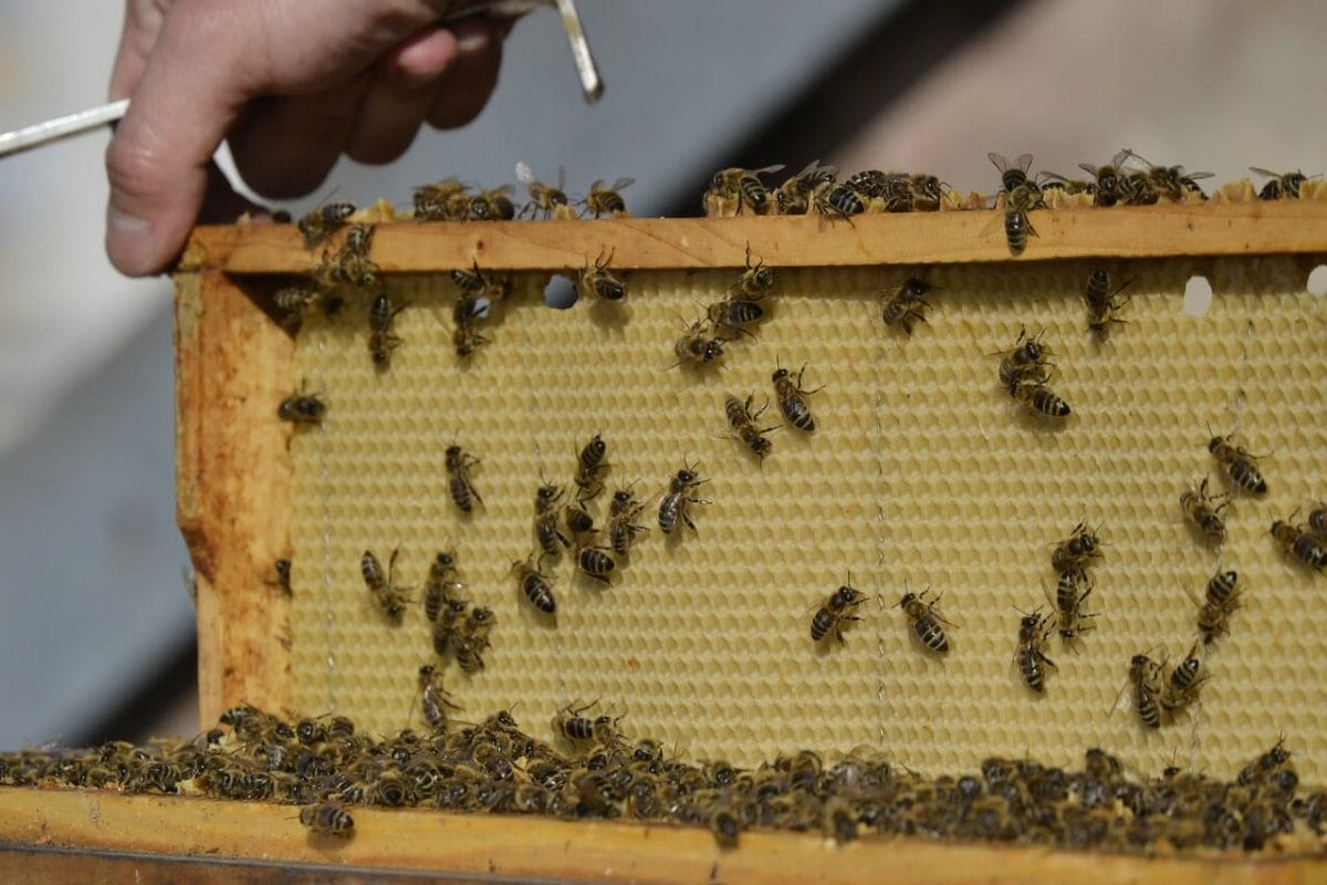 Včelársky rámik
