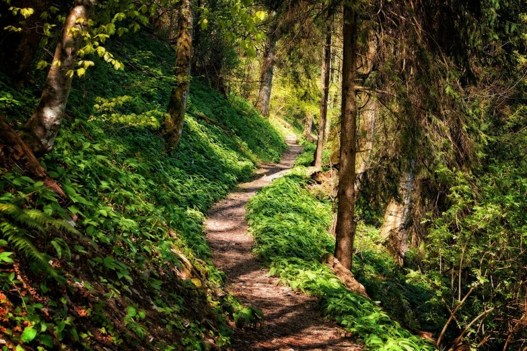 Pokojný chodník sviežim zeleným lesom, známy ako Hájska skala.
