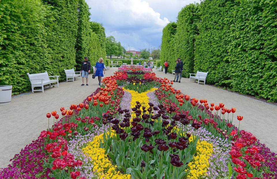 Farebné tulipány v záhrade so sviežimi kríkmi v pozadí.