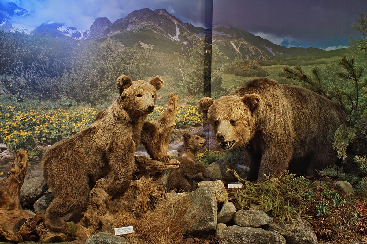 Preparované modely medvedej rodinky v Múzeu Tanap-u